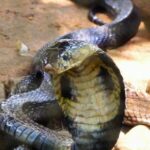 【悲報】コブラ、8歳児に噛まれて死亡