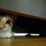【速報】ベッドの下に男がいる事案が発生