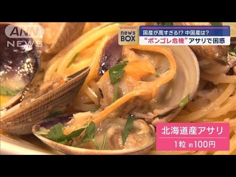 【驚愕】高級食材として注目される「1粒100円」国産アサリの魅力とは？