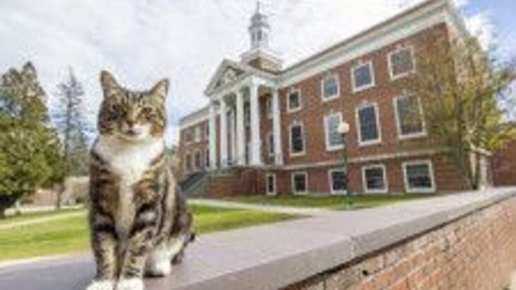 米大学、キャンパスで人気の猫に名誉博士号を授与…  特権も与える